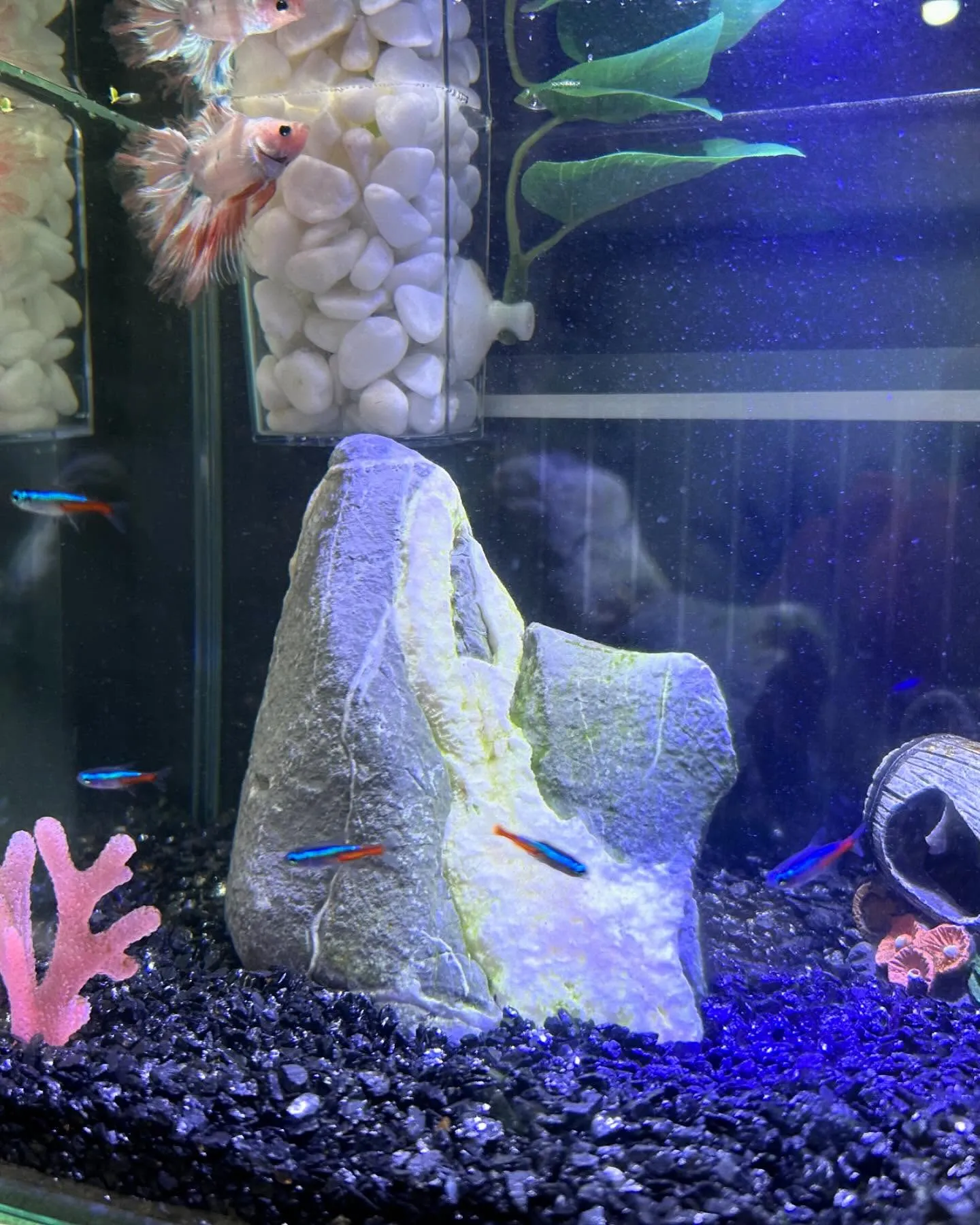 ベタ水槽に新たな仲間が加わりました！