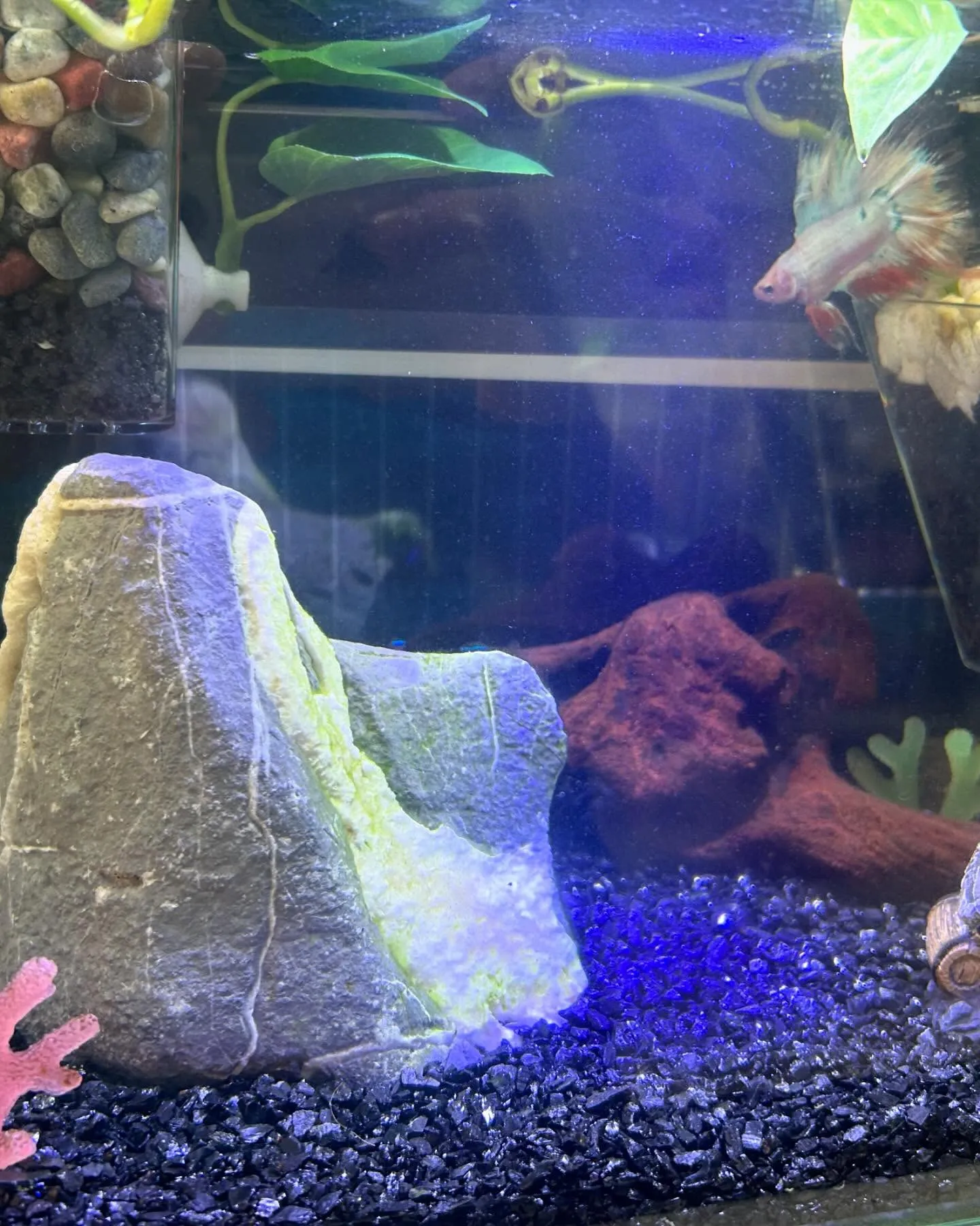ベタ水槽に新たな仲間が加わりました！