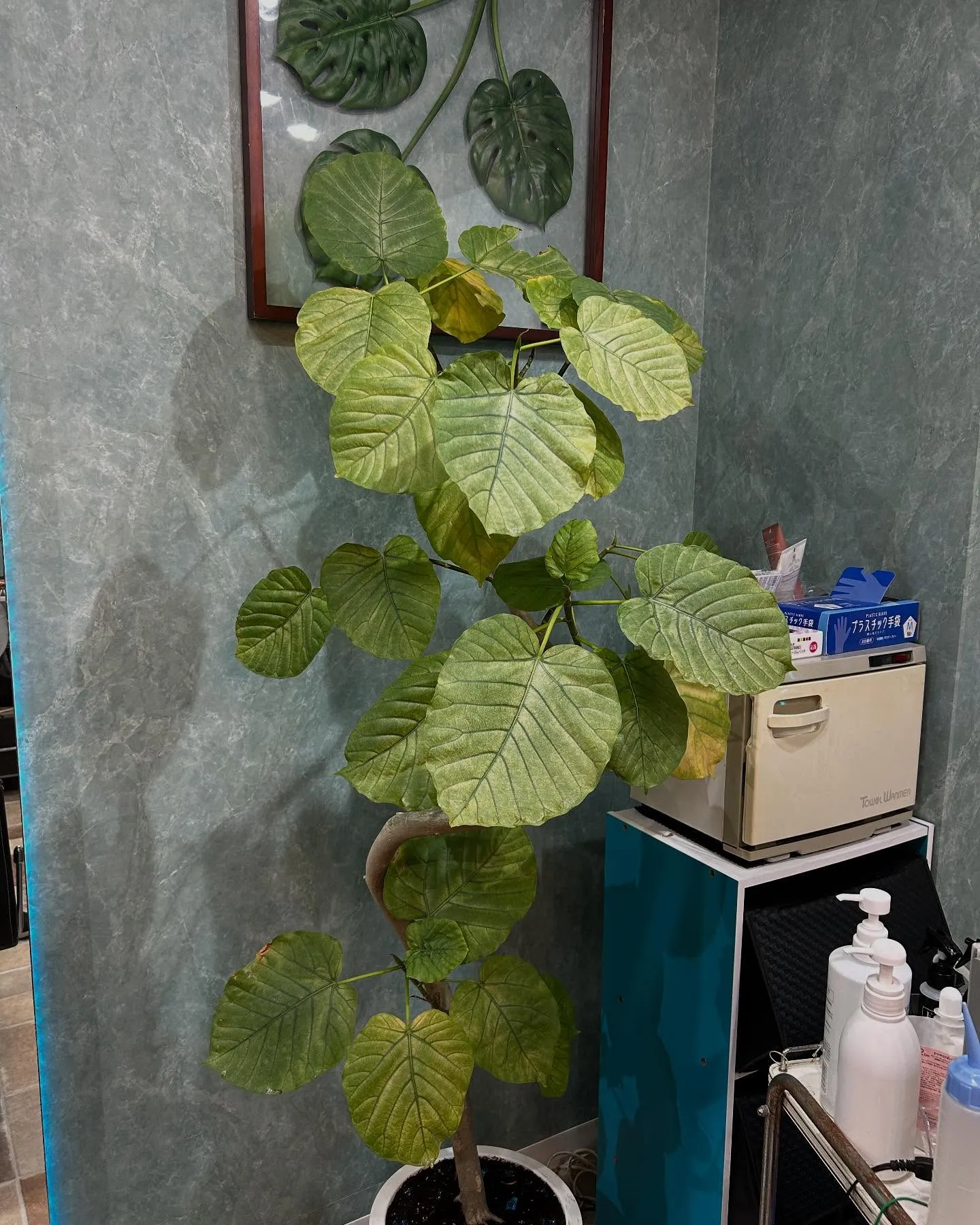店内緑化計画🍃