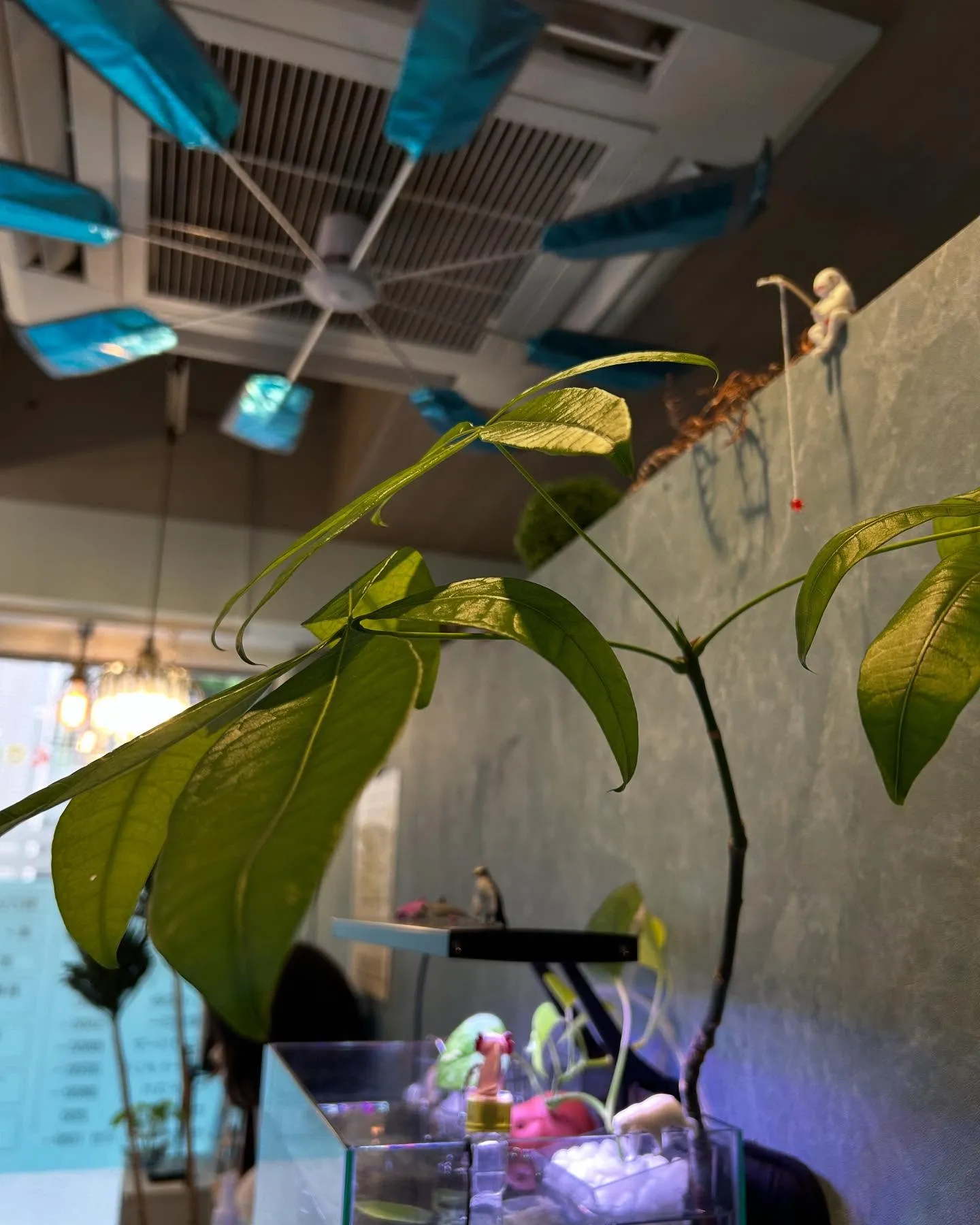 店内緑化計画🍃