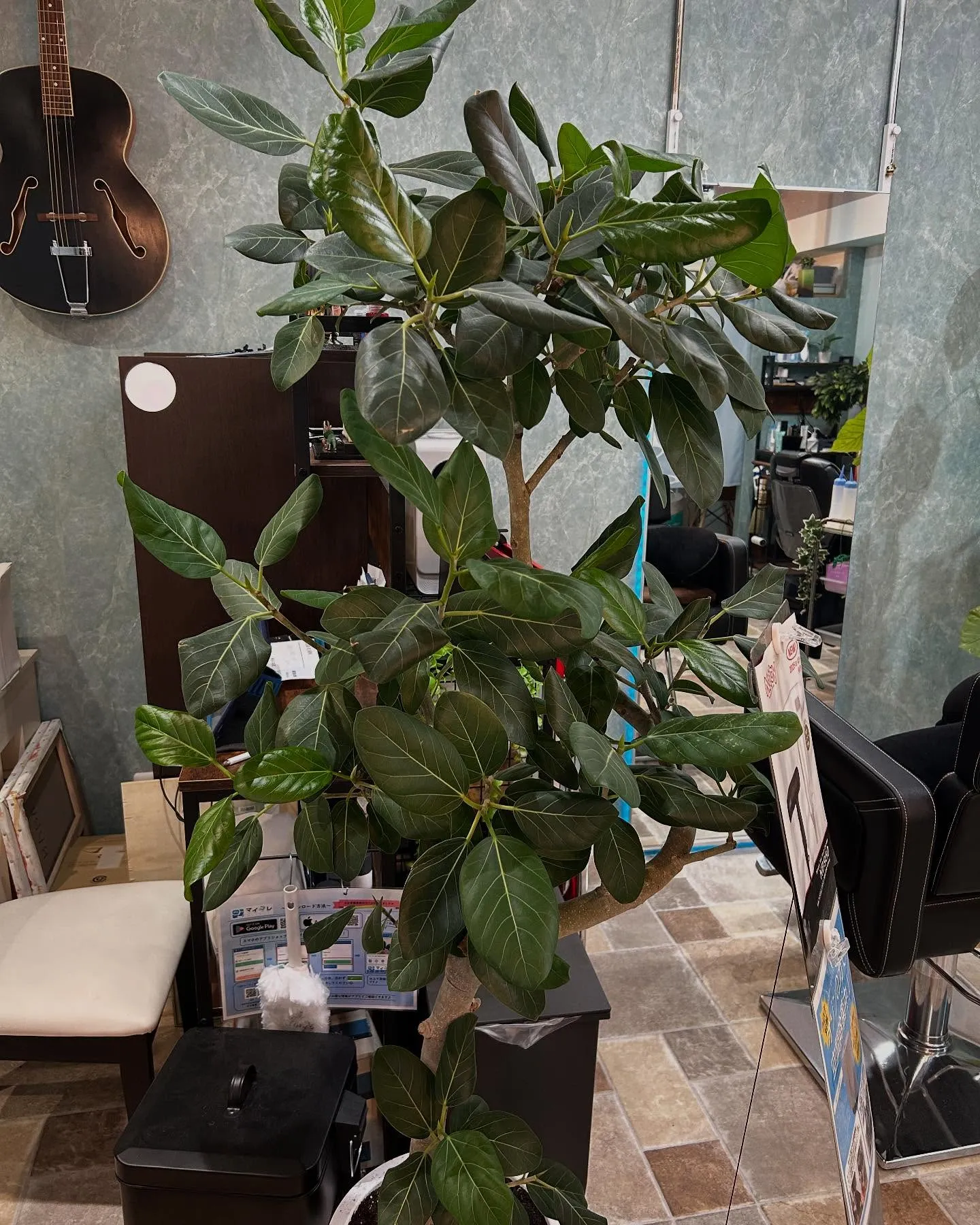 店内緑化計画🍃