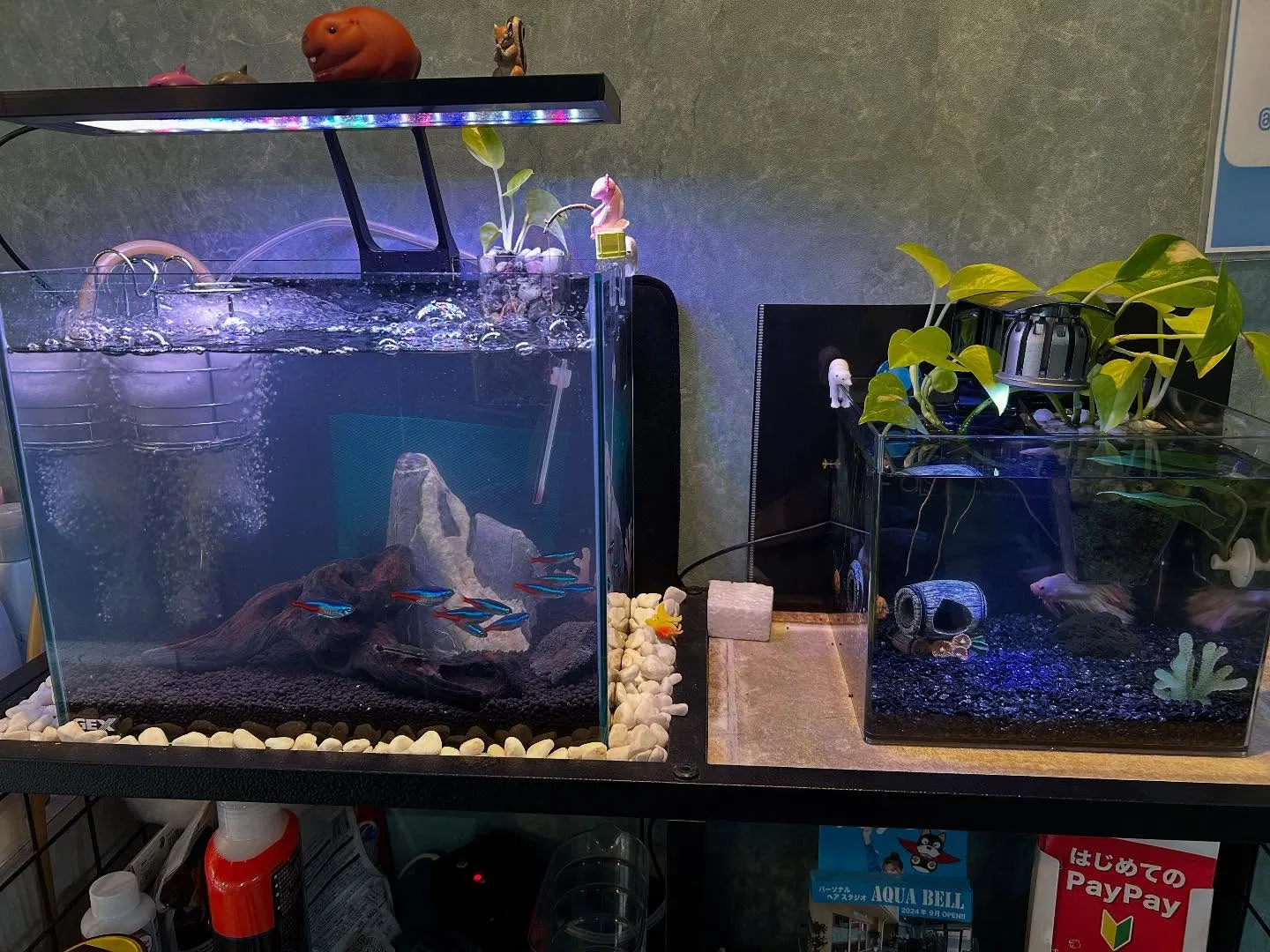 水槽が２つ目になりました🐠
