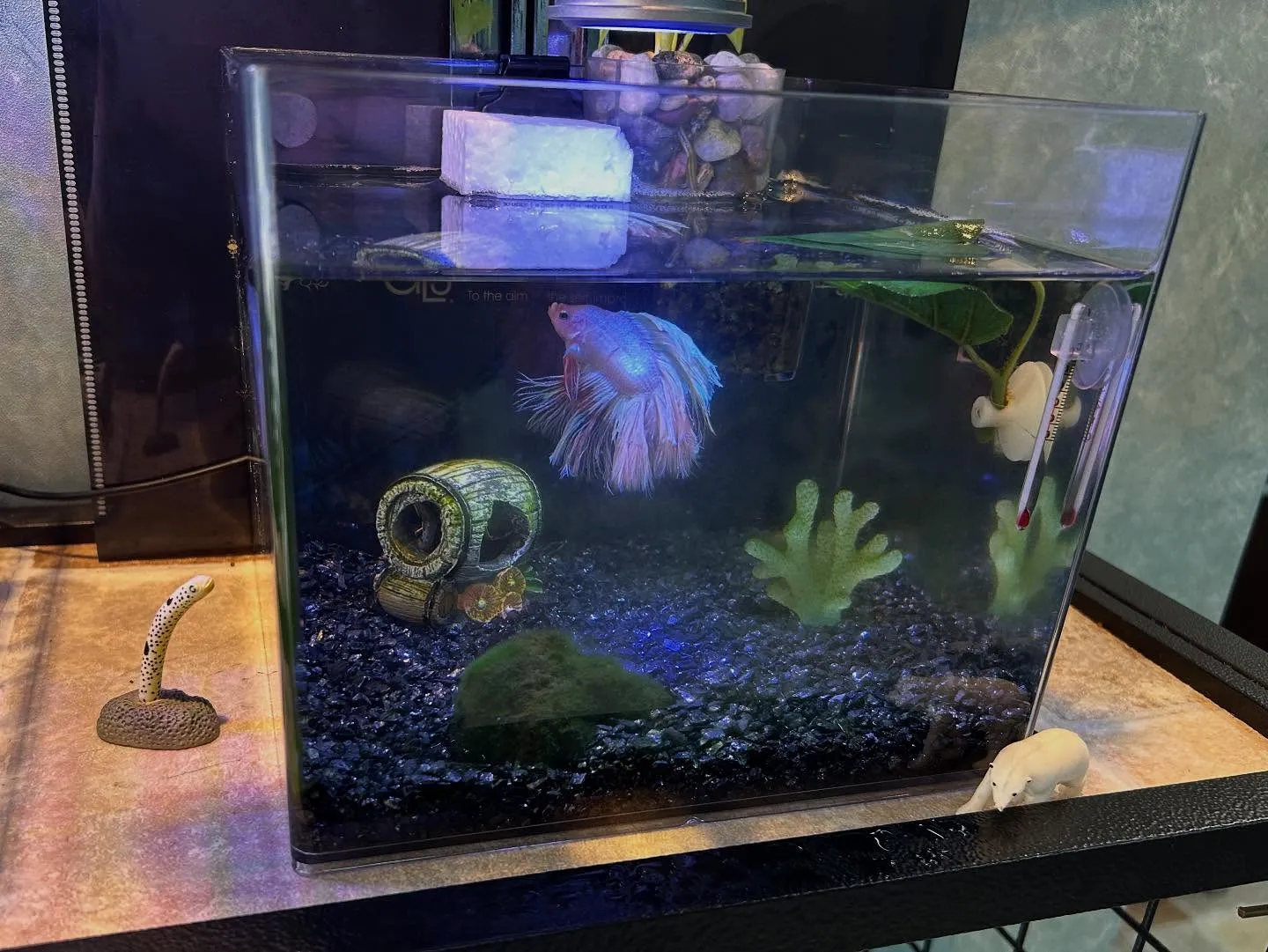 水槽が２つ目になりました🐠