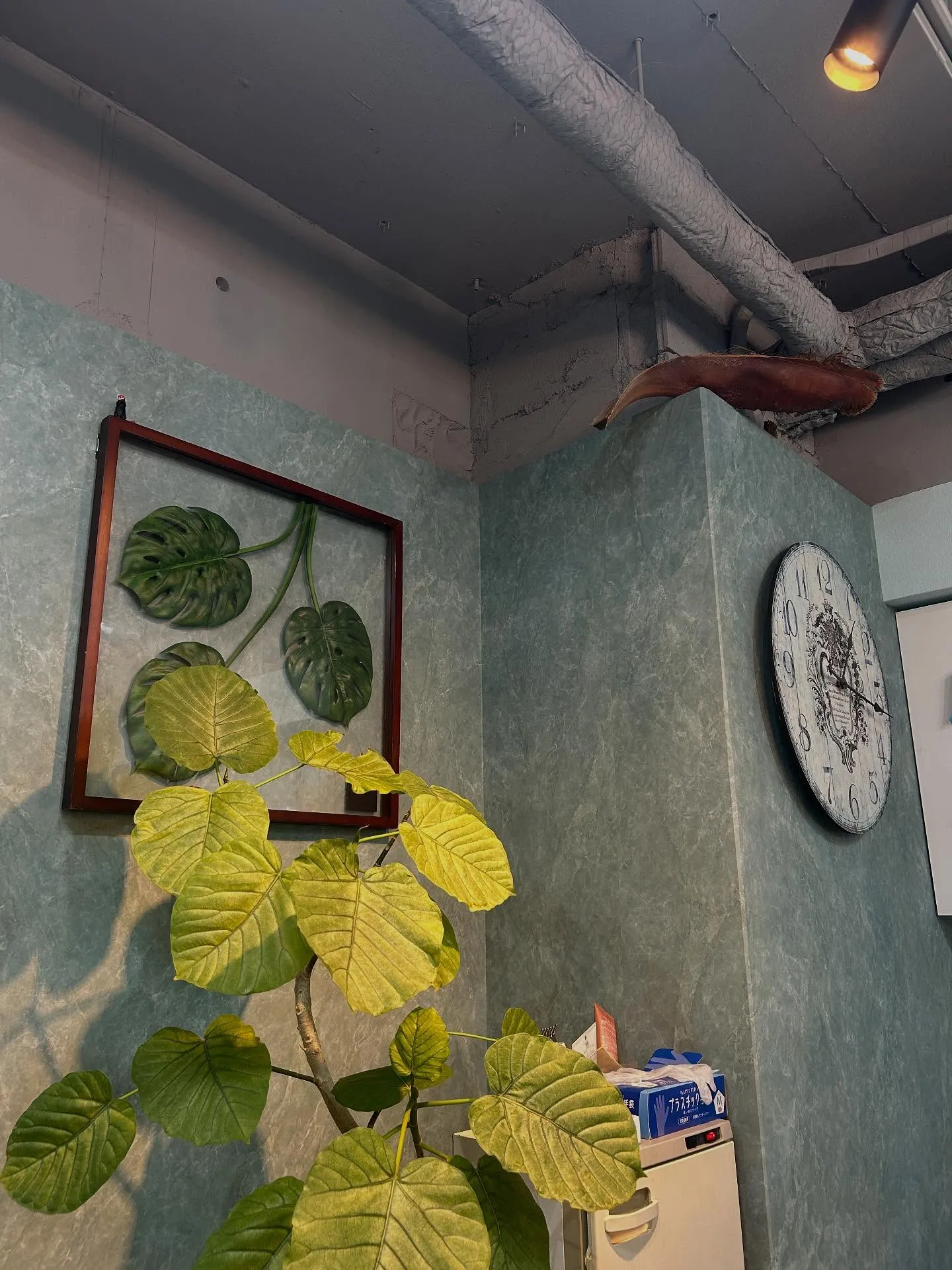 🪴植物に光を🪴