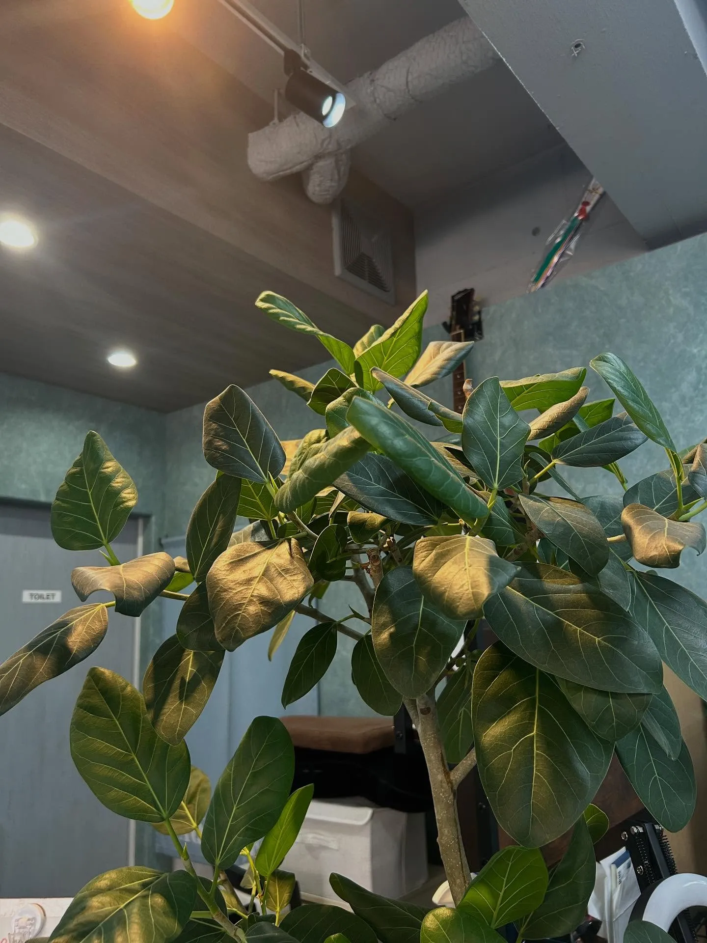 🪴植物に光を🪴