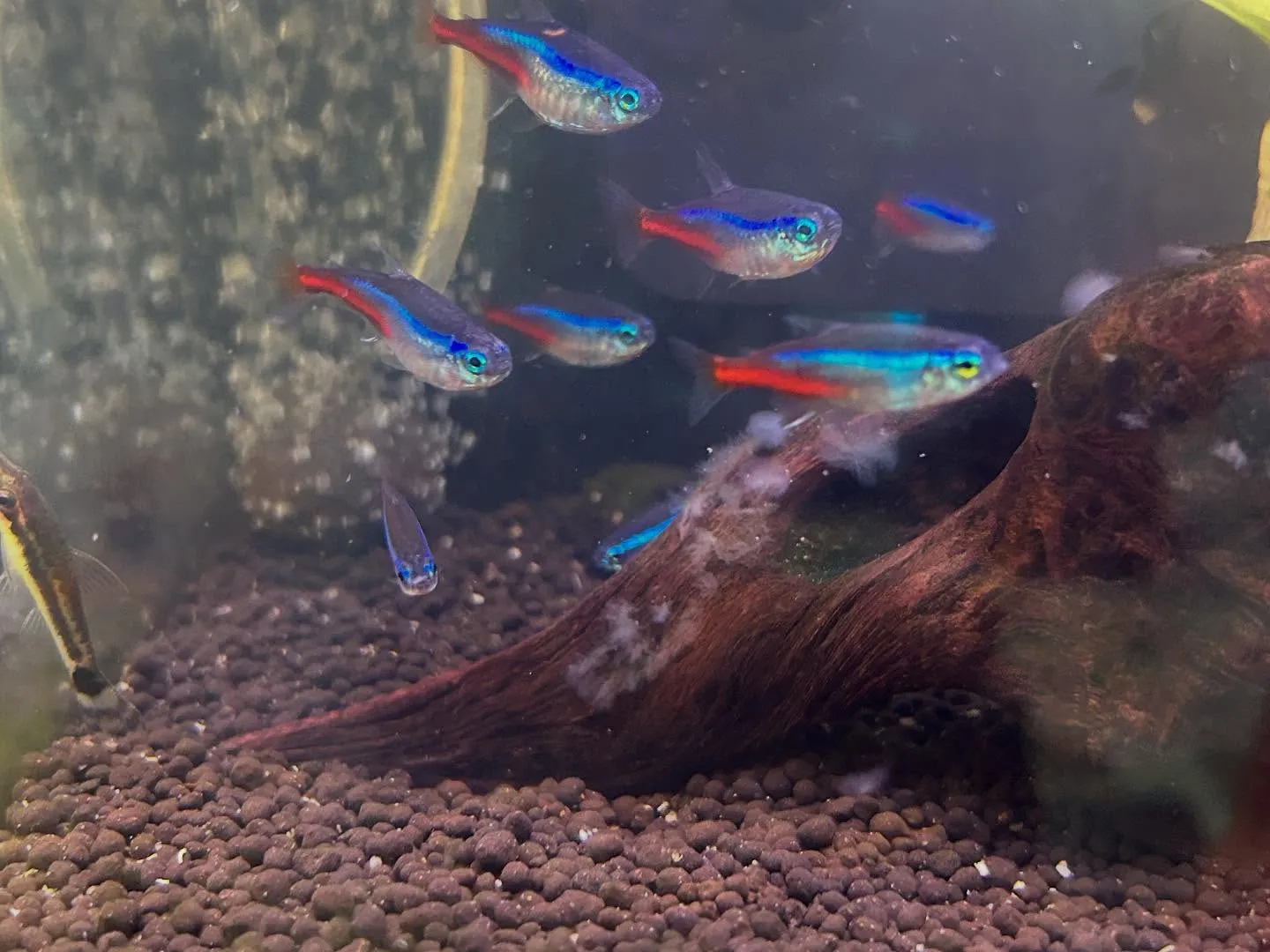 アクアリウムの状況🚿