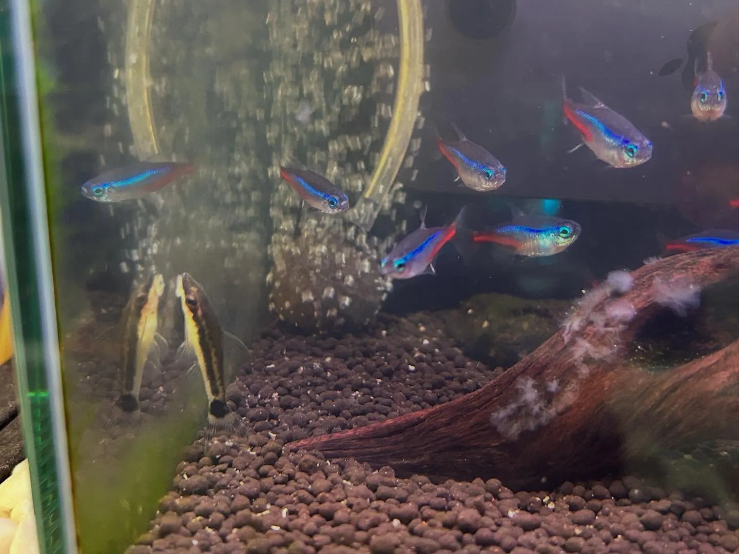 アクアリウムの状況🚿