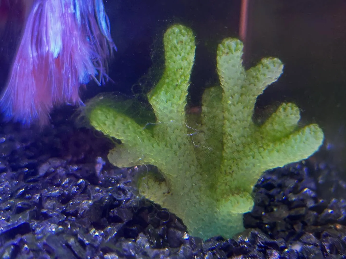 アクアリウムの状況🚿