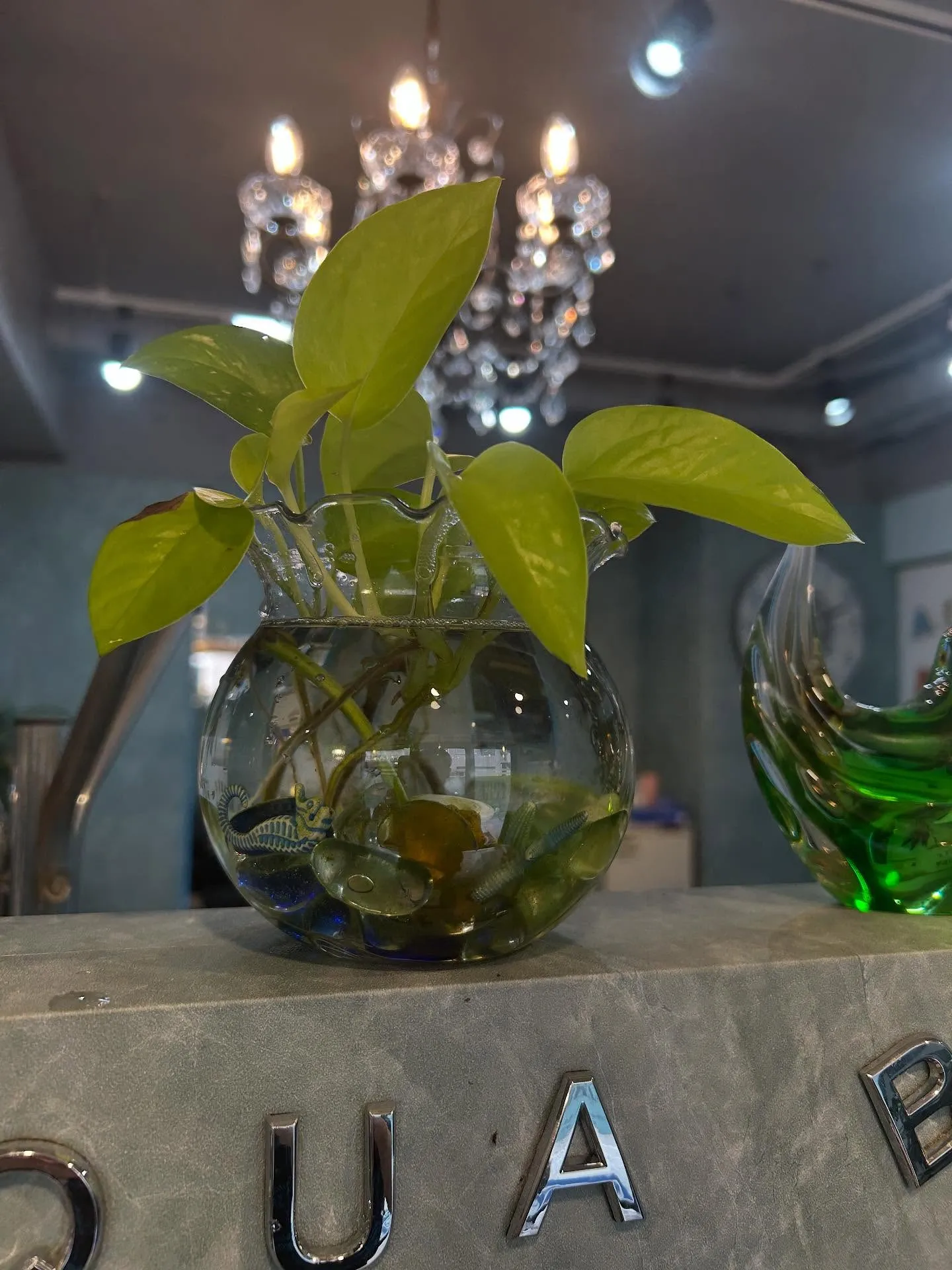 AQUA BELLのポトス🌱