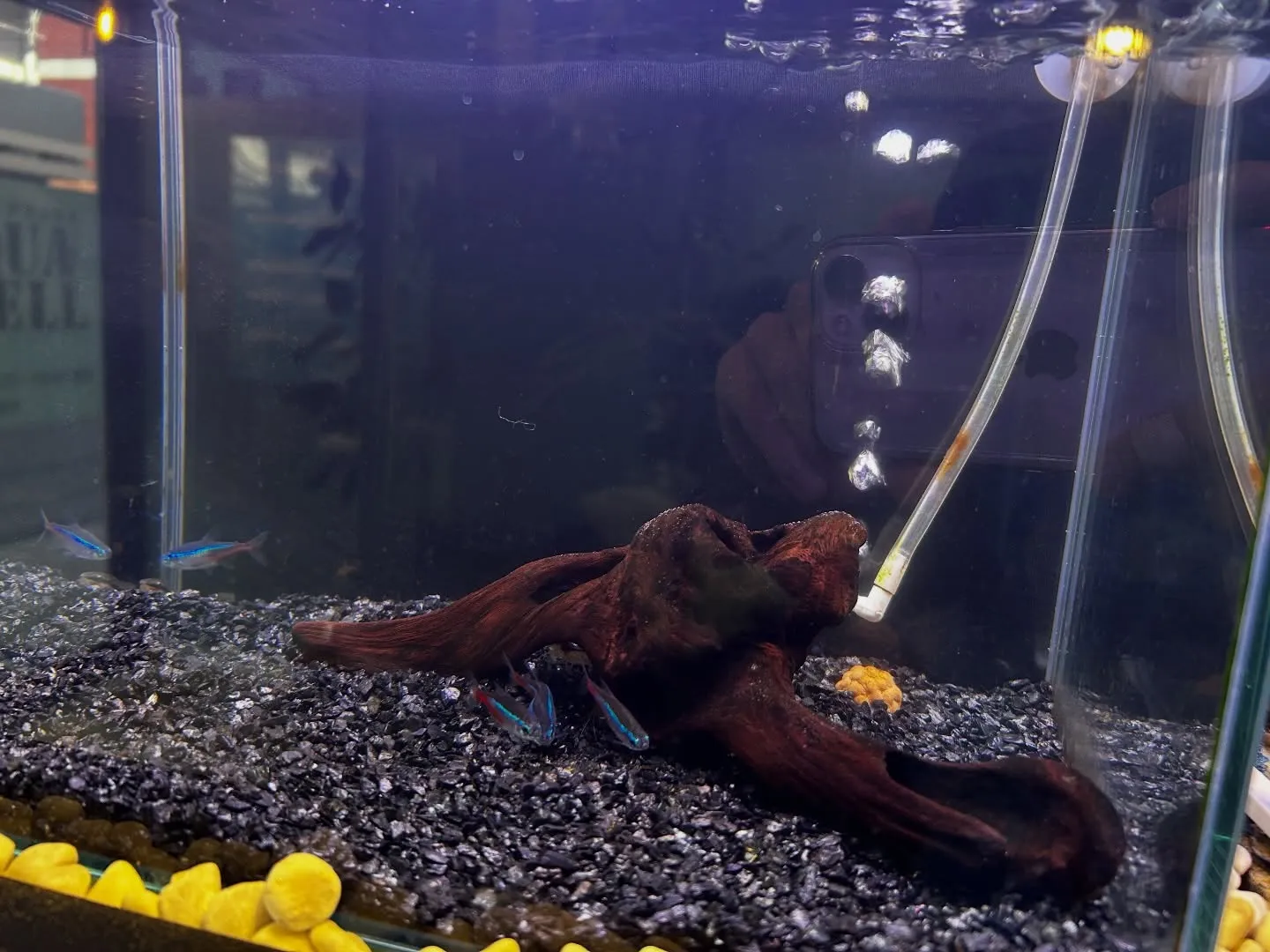 水槽お掃除中🐠