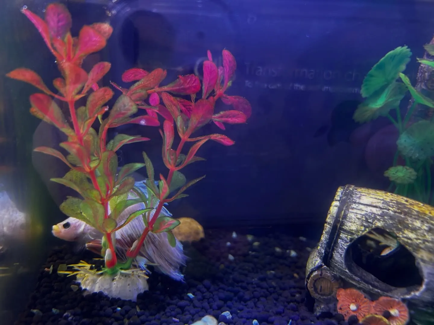 水槽お掃除中🐠