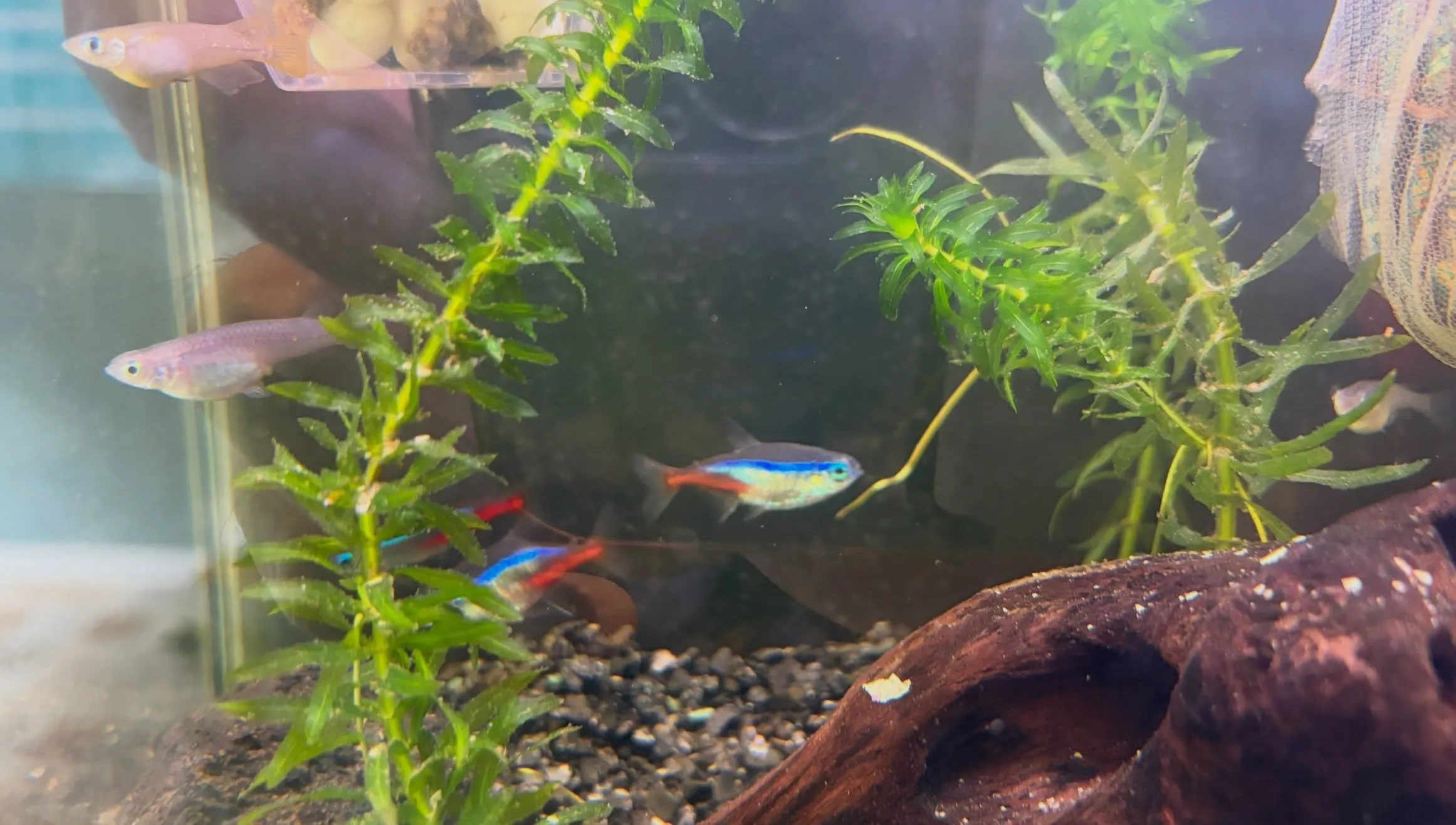 7月に入りましたね🌈