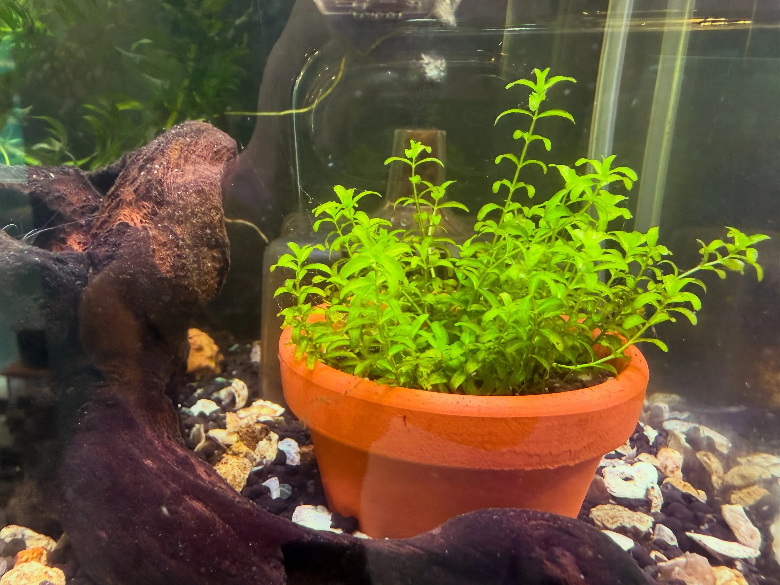 ☘️アクアリウム緑化計画🍃