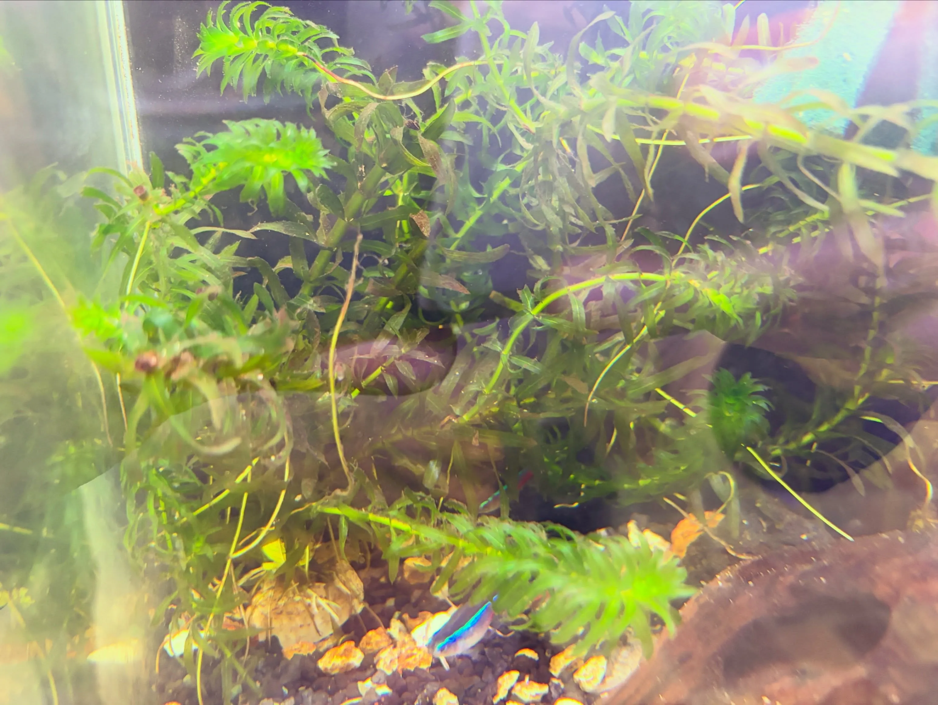 ☘️アクアリウム緑化計画🍃