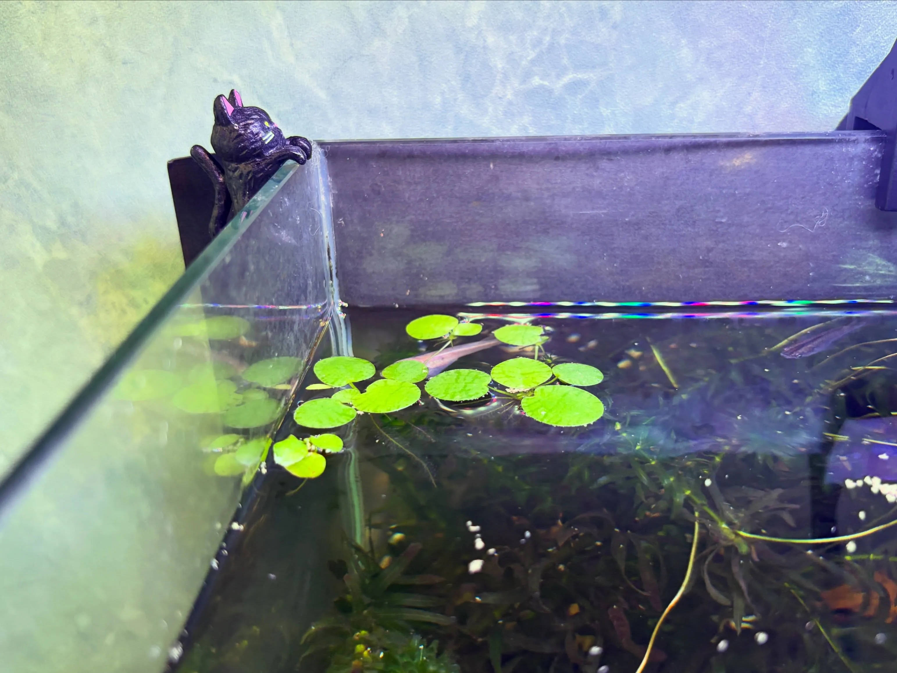 ☘️アクアリウム緑化計画🍃