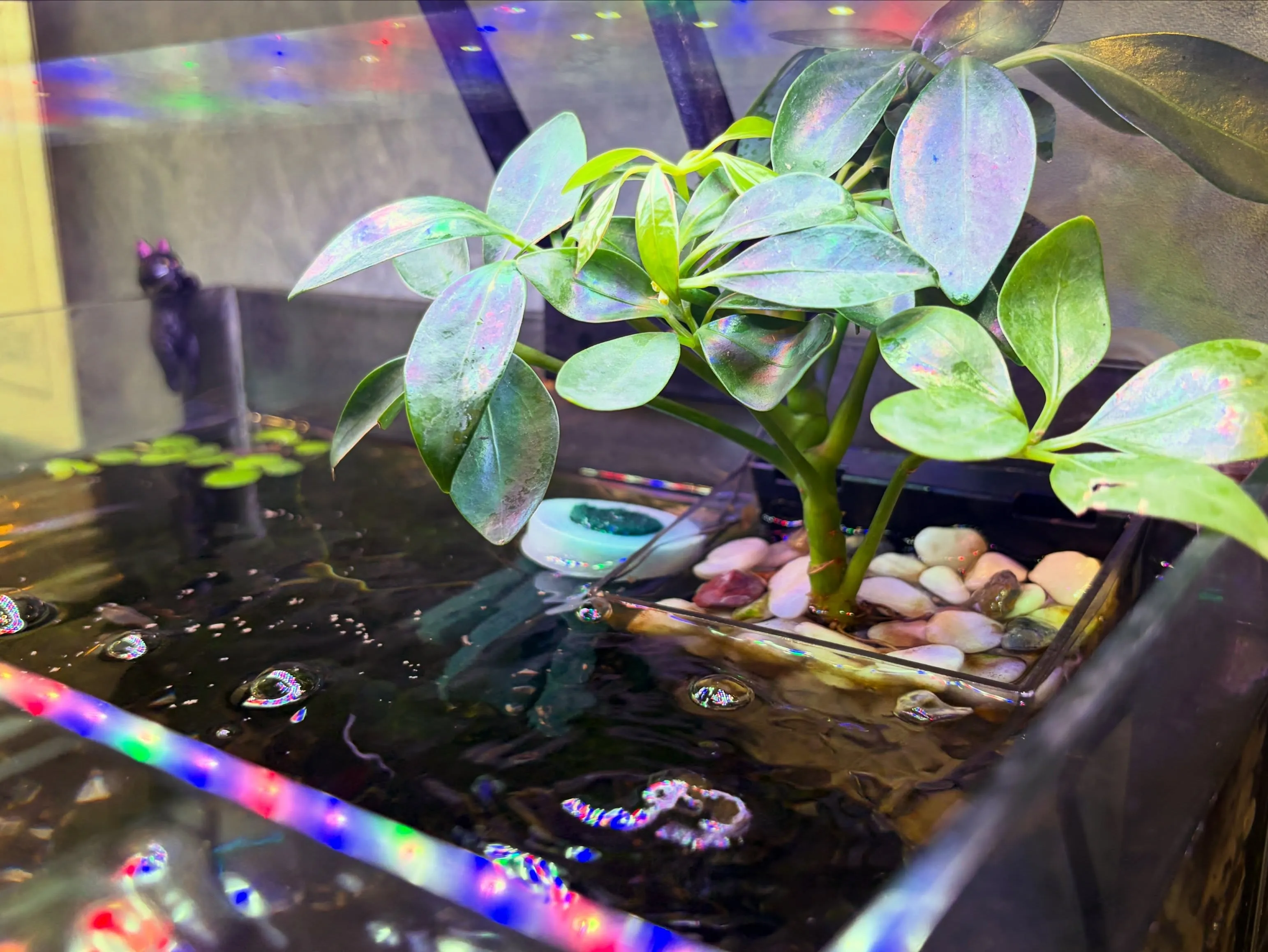 ☘️アクアリウム緑化計画🍃