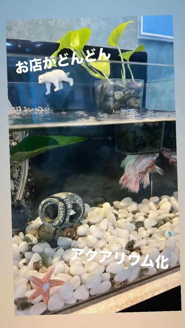 アクアベルがアクアリウム化🐟