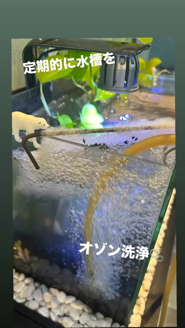 🫧水槽だって、オゾン洗浄🫧