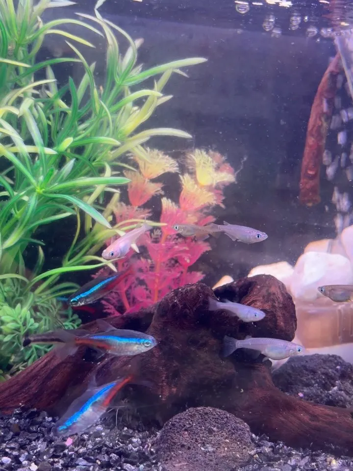 水槽に新しい仲間が増えました🐟