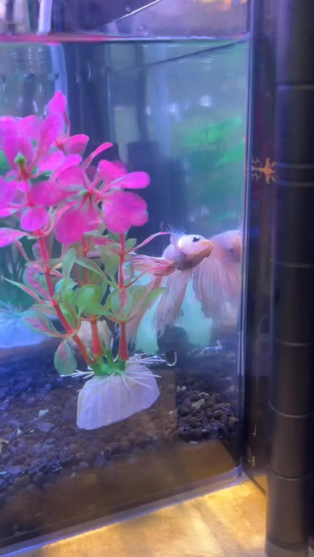 水槽に新しい仲間が増えました🐟