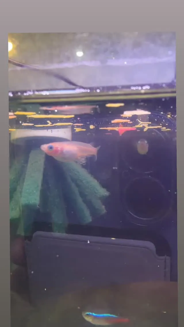 メダカの産卵🫧