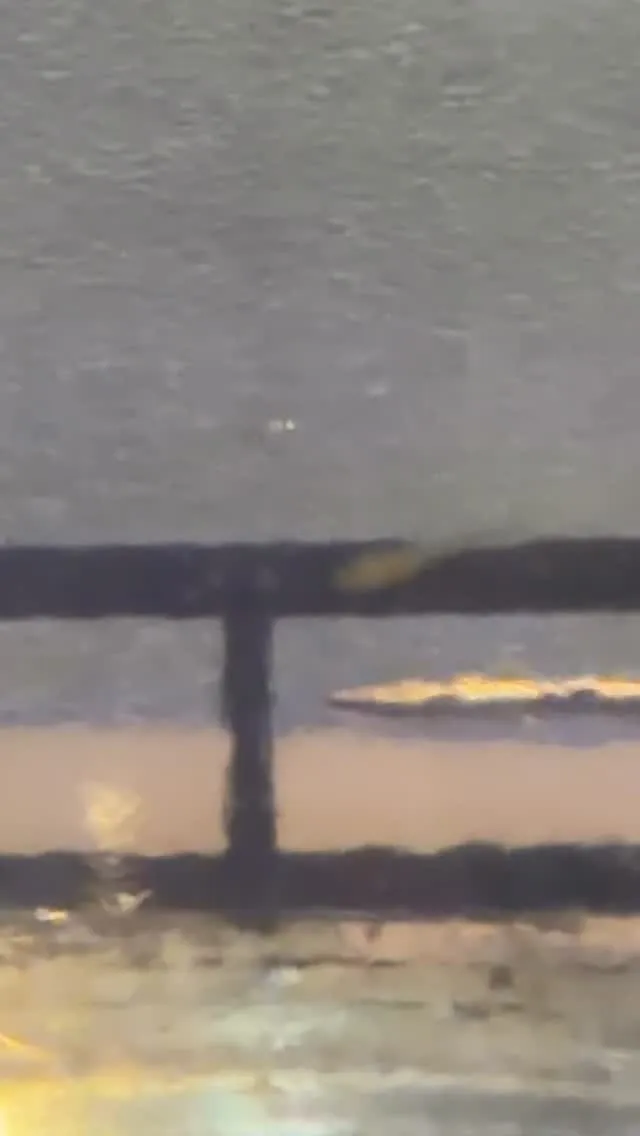 メダカの稚魚🐟