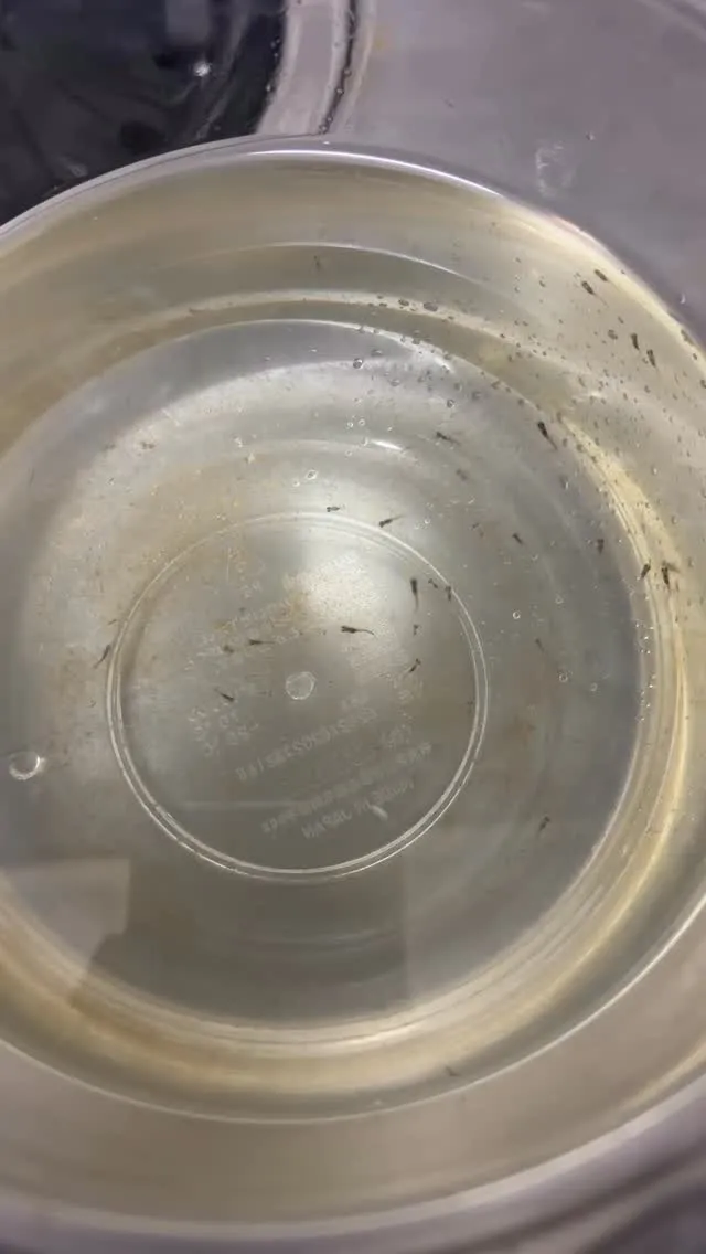 メダカの稚魚日和🐟